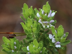 Psoralea obliqua