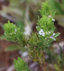Psoralea obliqua