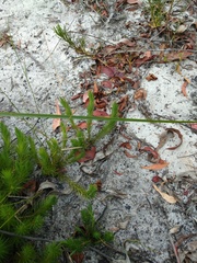 Melichrus procumbens