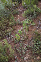 Psoralea obliqua