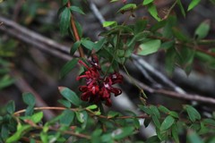 Grevillea oldei