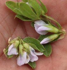 Psoralea obliqua