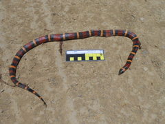 Lampropeltis annulata