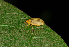 Metaxyonycha granulata