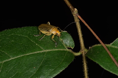 Metaxyonycha granulata