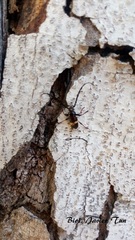 Lissonotus flavocinctus