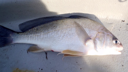 Freshwater Drum