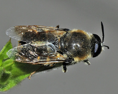 Stratiomys longicornis