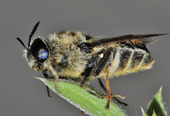 Stratiomys longicornis