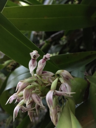 Image of Maxillaria densa by (c) Adriana García Ramírez, some rights reserved (CC BY)