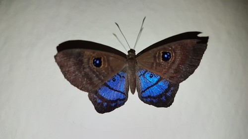 Purple-washed Eyed-Metalmark