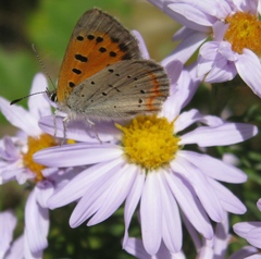 Lycaena phlaeas hypophlaeas
