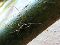 Onocephala vittipennis