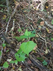 Parasenecio praetermissus