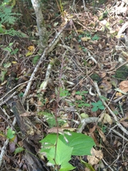 Parasenecio praetermissus