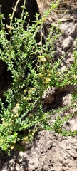 Prostanthera hirtula