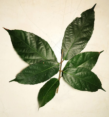 Ficus cumingii