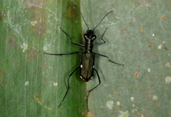 Mesochila