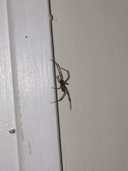 Araneae