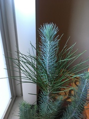 Pinus