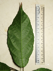 Ficus cumingii