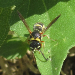 Stenodynerus propinquus