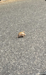 Terrapene carolina carolina