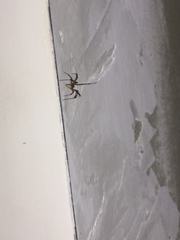 Araneae
