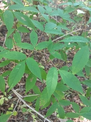 Acer mandshuricum