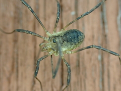 Oligolophus hanseni