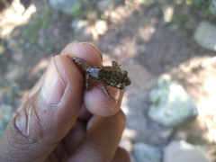 Eleutherodactylus longipes