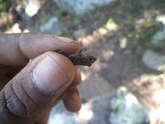 Eleutherodactylus longipes