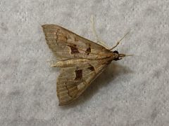 Mecyna asinalis