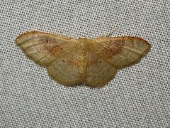 Idaea rubraria