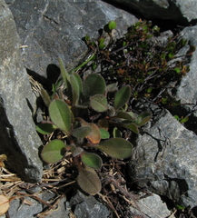 Myosotis australis