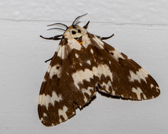 Lymantria atemeles