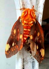 Citheronia