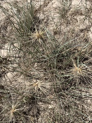 Spinifex sericeus