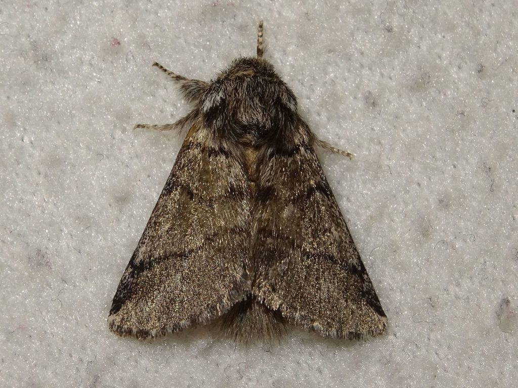 Oak Moth on a plant