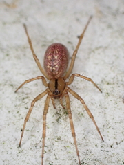 Stemonyphantes lineatus