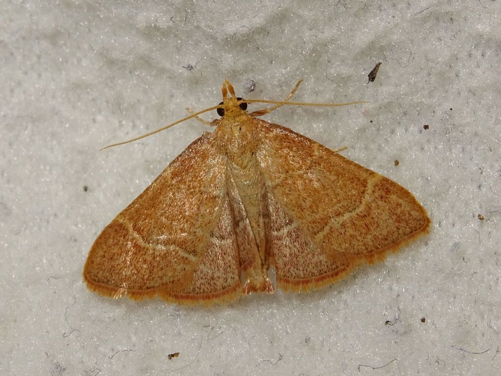 Herculia incarnatalis
