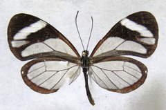 Ithomia patilla