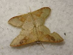 Idaea rubraria