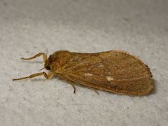 Pharmacis aemilianus