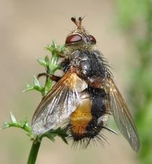 Eudoromyia