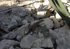 Leiocephalus psammodromus