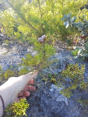 Cupressus goveniana