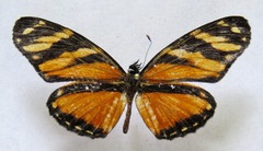 Eresia ithomioides alsina