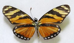 Eresia ithomioides alsina