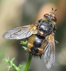 Eudoromyia